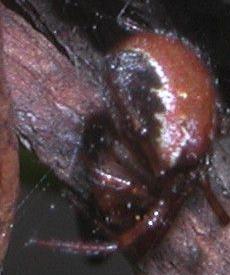 Kochiura aulica